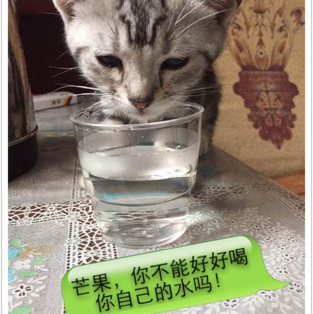 西澳大学金融文凭证书